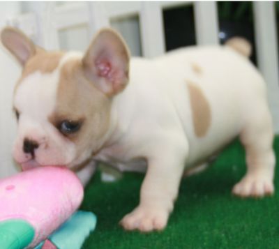 Cute French Bulldog Puppies