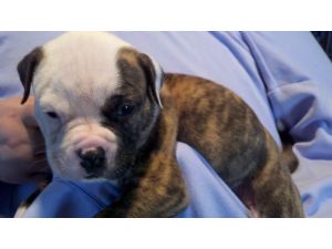 American Bulldog for Sale