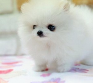 cute pomeranian puppies for adoption