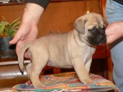 Bull mastiff puppies