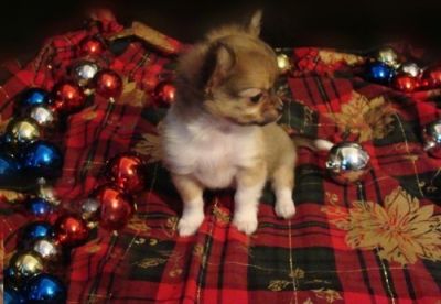 Cute chihuahua puppies for adoption
