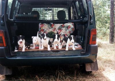 Bullterrier puppies for new home