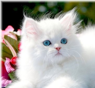 Adurable Persian Kittens Available for Free Rehoming,Now