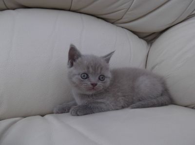 Gorgeous Tica & CFA Registered British Short Hair Kittens For Good Homes 
