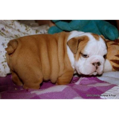 good looking and charming english bulldog puppies for sale