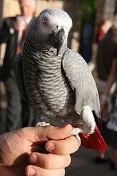 lovely  African  Grey   parrots  looking for a loving and caring home with 