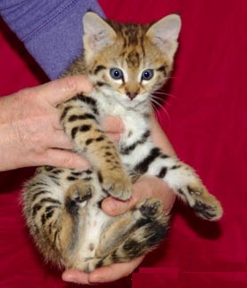 F1 Savannah Kittens available