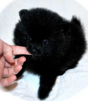 Black Tcup size male Pomeranian puppy-3.5 Ibs at full grown