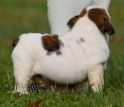 Affectionate English Bulldog Puppies Ready