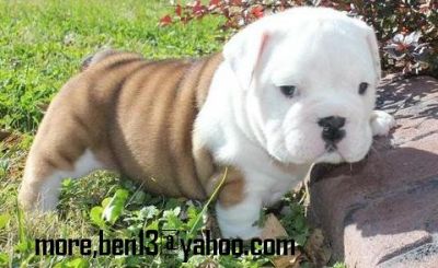 Gorgeous English Bulldog Puppies for Adoption