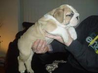 Beautiful Male and Female Bulldogs