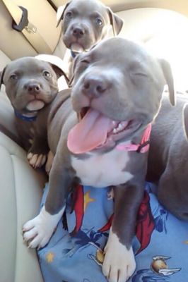 Blue eye American Pit Bull Terrier Puppies