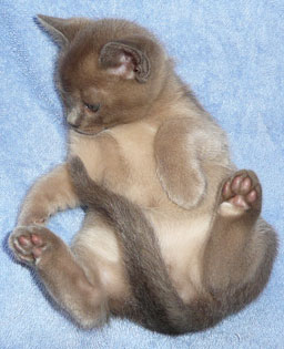 Burmese Kittens Available