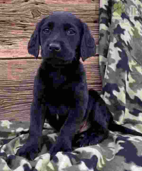 Lab Retriever Puppies Available