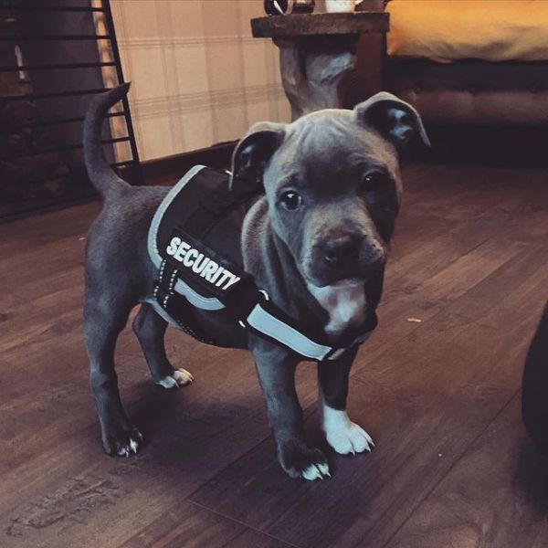 Blue English Staffordshire Bull Terrier Puppies – Raised in Family Home