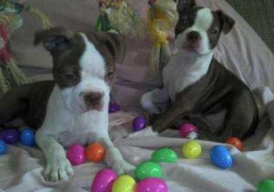 Boston terrier puppies 	for adoption,