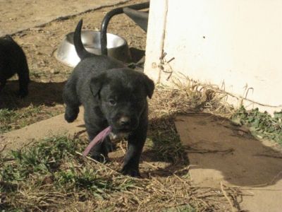 Labrador cross Kelpie 