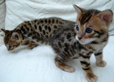 VERY EXOTIC serval, savannah, ocelot and bengal kittens for sale