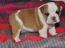 2 English Bulldog puppies! - Email for more info & pictures.