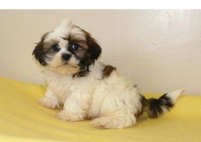 Adorable Healthy TeaCup Shih Tzu available.