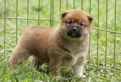 Adorable Shiba Inu Puppies For Sale 