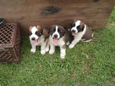 Saint Bernard puppies