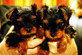 Beautiful babies teacup Yorkie puppies