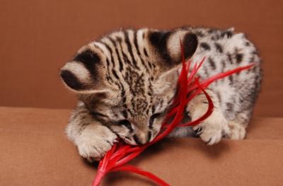 Verry cool 1 male and 1 female TICA F2 savannah kittens for adoption free