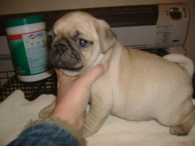 Male and Female Pug puppies. 