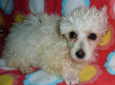 Toy Poodles Puppies - $300