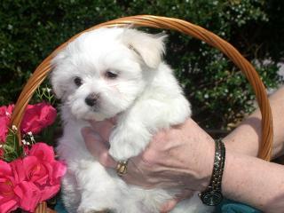 Cute and lovely Maltese puppies for new Re-homing