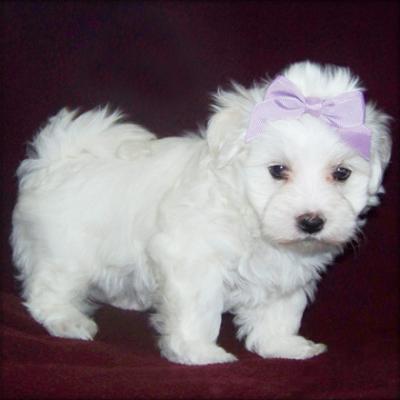 Cute Maltese puppies for adoption