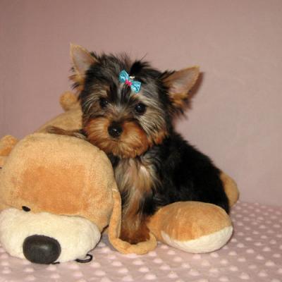 Teacup Yorkie Puppies For Free Adoption