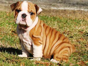 english bull dog for sale (male and female)