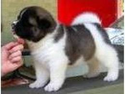 Two beautiful  Male and female Akita Puppies Lovely female Akita Puppies For Adoption