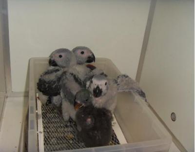 Beautiful Hand-Fed Baby and Adult Parrots For Sale
