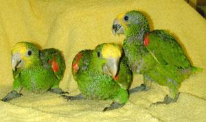 Beautiful Hand-Fed Baby and Adult Parrots For Sale