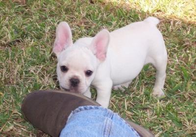 lovely female french bull dog for adoption
