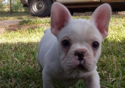 lovely female french bull dog for adoption