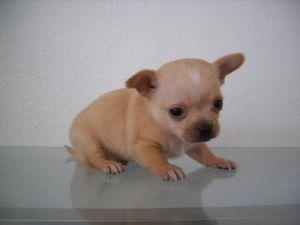 Chihuahua puppies for free adoption