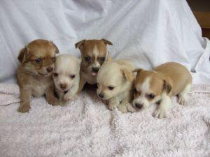 Chihuahua puppies for free adoption