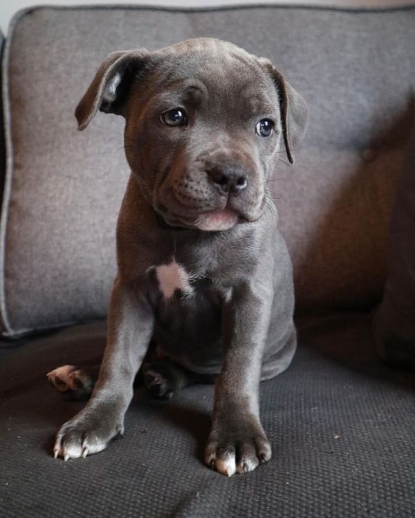 Blue English Staffordshire Bull Terrier Puppies – Raised in Family Home