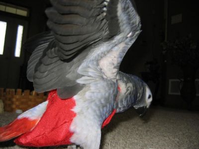 african grey parrots for sale 280euro,.: