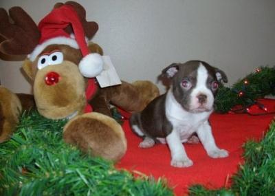 Registered Boston Terrier pupies available for adoption.