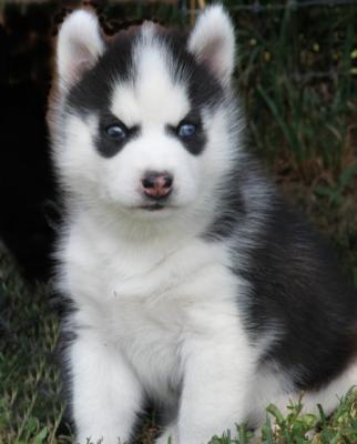 Cute and nice looking Siberian Husky puppies ready to go