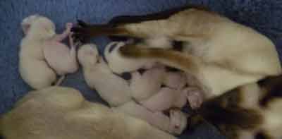 Siamese Kittens Bred By Oramor