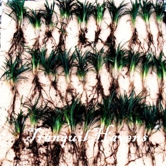 100 Dwarf / Mini Mondo Grass $35.00 Free EXPRESS Post