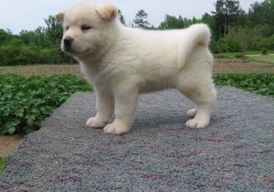 Chocolate Labrador Retrievers