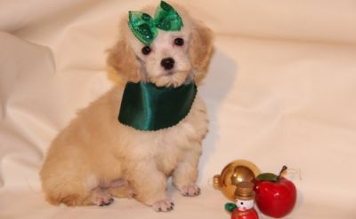 Toy Poodle puppies