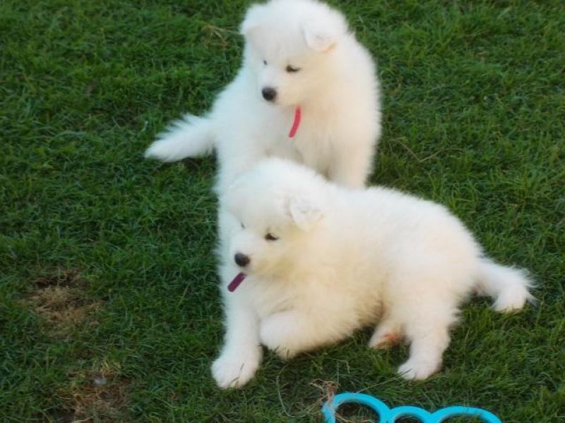 Samoyed Puppies For Sale $500